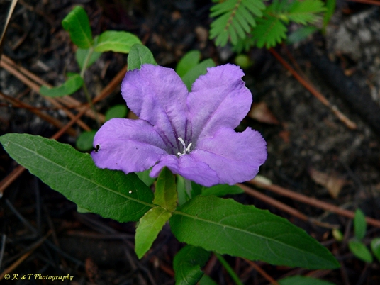 {Ruellia pinetorum}